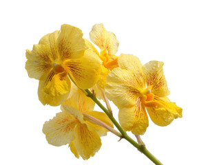Fototapeta premium Vibrant yellow orchids blooming in spring