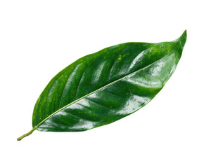Obraz premium Green leaf displaying vibrant texture and natural beauty