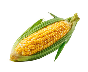 Fresh corn ear surrounded by green husks on display