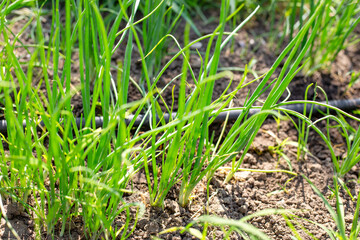 a bed of young green onions with thin green stems growing in soil with drip irrigation