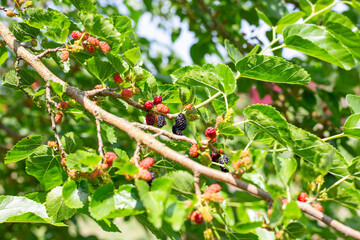 branches of a mulberry tree with green leaves and berries of varying ripeness - from red to dark purple