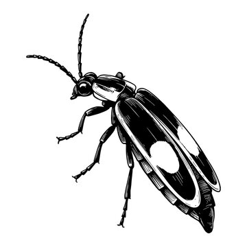 black and white firefly insect drawing clip art preview