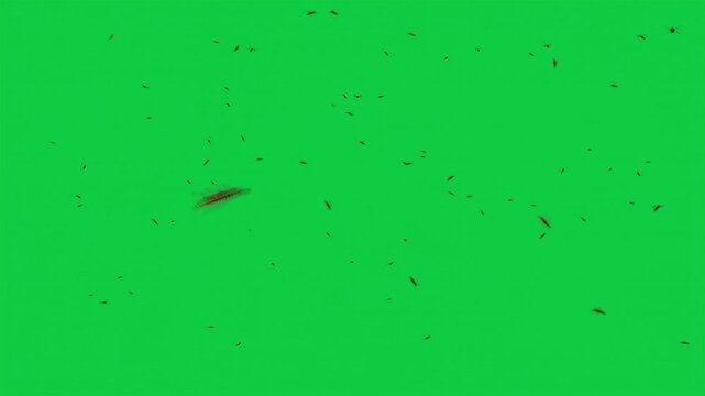 Bee Wasp Swarm Flying Toward Camera &ndash; Green Screen 3D Animation &ndash; Insects Overlay Element