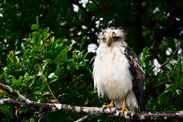 Wet Juvenile Crested Serpent Eagle Perched on a Tree Branch After Rain in Iriomote Island, Japan