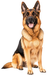 german shepherd dog on a transparent background.png