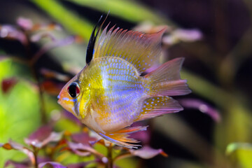 Colorful Ram Cichlid in Freshwater Planted Aquarium