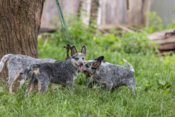australian cattle dog puppies with toy
