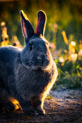 Kaninchen im Sonnenuntergang	