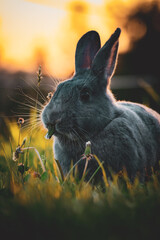 Kaninchen im Sonnenuntergang	