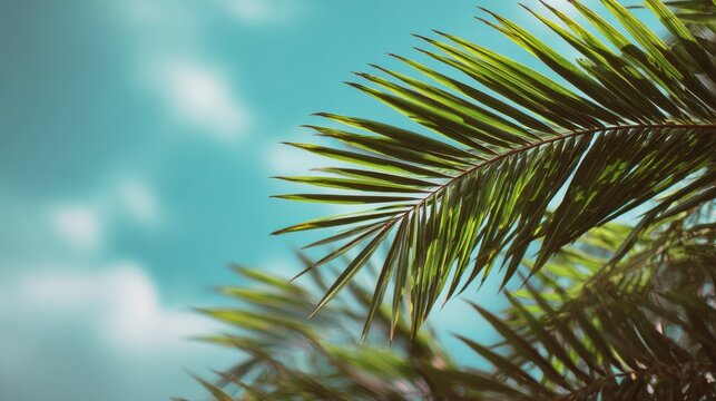Stunning photo of palm Sunday concept photo shows rich green palm leaves against pastel blue sky with soft clouds. Sunny day. Beautiful natural background. Fresh foliage.