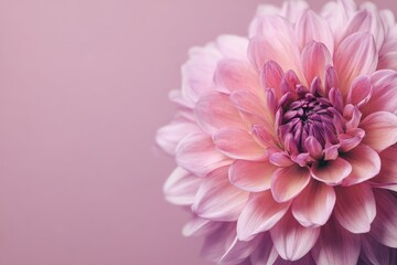 Fototapeta premium Soft romance dahlia flower in pastel tones creates a serene atmosphere perfect for a garden setting or floral arrangement
