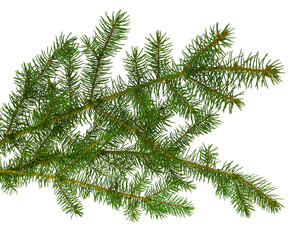 fir tree branches isolated on transparent, png. Branch tree, fir evergreen twig to xmas holiday