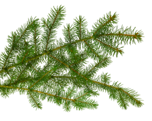 fir tree branches isolated on transparent, png. Branch tree, fir evergreen twig to xmas holiday