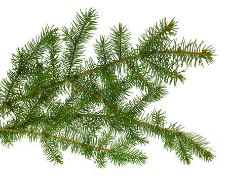 fir tree branches isolated on transparent, png. Branch tree, fir evergreen twig to xmas holiday