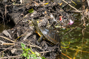 European Pond Turtle in Its Natural Habitat