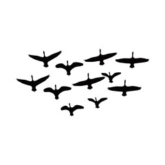 silhouette of a flock of birds in flight