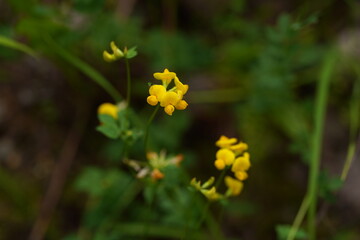 bee on yellow flower