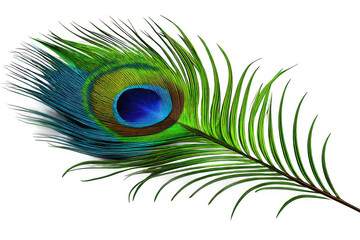Obraz premium Vibrant peacock feather gracefully isolated against a transparent background celebrating nature's artistry and unique beauty