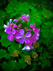 pink and purple flowers