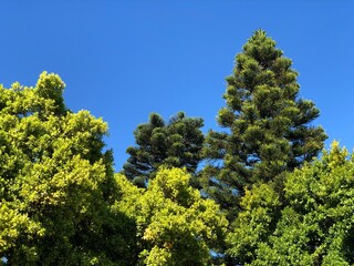 green pine tree
