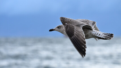 Mewa nad morzem o wschodzie słońca