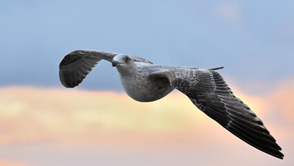 Mewa nad morzem o wschodzie słońca © Grzegorz