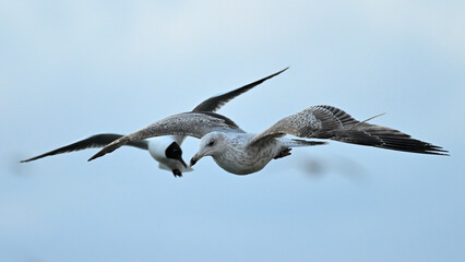 Mewa nad morzem o wschodzie słońca © Grzegorz