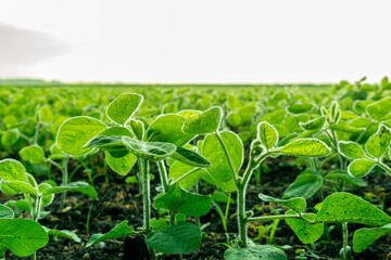 Thriving soy plants stretch toward the sky in a vast green field at dawn, highlighting their vibrant leaves and healthy growth in a tranquil rural setting