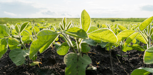 Young soybean plants are flourishing in rich dark soil, stretching toward the sun in a wide...