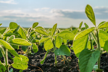 Lush soybean plants thrive in rich soil, reaching towards the sun on a sunny afternoon. The vibrant...