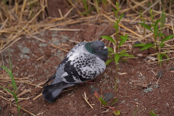 pigeon on the ground