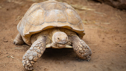 a big turtle crawls slowly