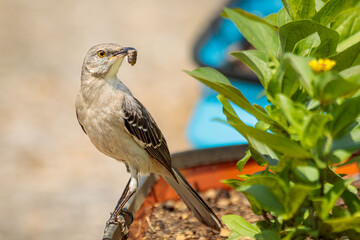 A Northern Mockingbird hunts for insects in my garden made of brightly colored corrugated raised garden beds.