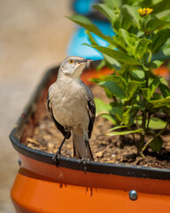 A Northern Mockingbird hunts for insects in my garden made of brightly colored corrugated raised garden beds.