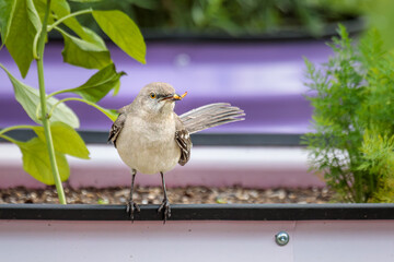 A Northern Mockingbird hunts for insects in my garden made of brightly colored corrugated raised garden beds.