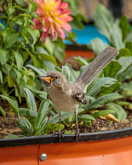 A Northern Mockingbird hunts for insects in my garden made of brightly colored corrugated raised garden beds.