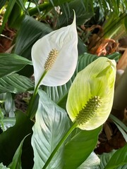 Peaceful Tropical Lilies