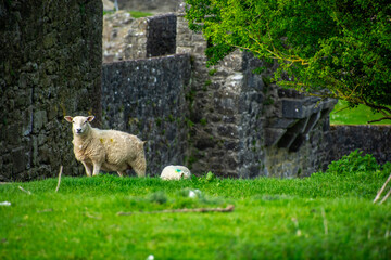 Sheep grazing among ruins in Ireland