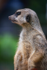 meerkats live in a small group