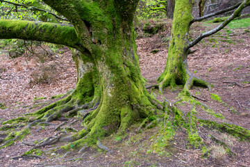 Nature in Glendalough Ireland