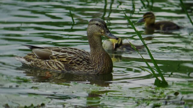 A delightful scene of a family of ducks swimming together gracefully in a tranquil, serene pond