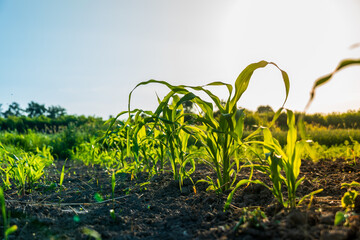 Young corn plants grow tall in rich soil under a clear sky on a warm summer day. The bright sun...