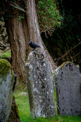 Nature in Glendalough Ireland