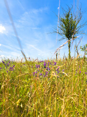 Scene with a cornfield under a blue sky in Brandenburg, Germany.