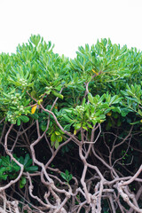 A park on the seafront in Sveti Stefan Montenegro, a green mangrove hedge. Vegetation of the Adriatic coast of Budva
