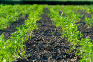 Rows of vibrant carrot plants grow in rich soil under a bright sun, showcasing a healthy...