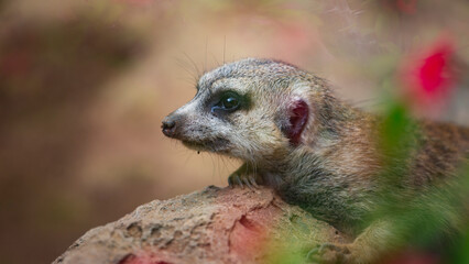 meerkats live in a small group