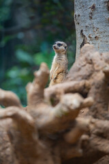 meerkats live in a small group
