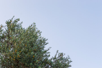 Close-up of olive branches against blue sky with space for text horizontally. Park in Sveti Stefan, Montenegro