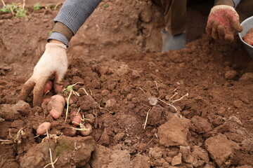 Manual Harvesting of Potatoes inside a Greenhouse.